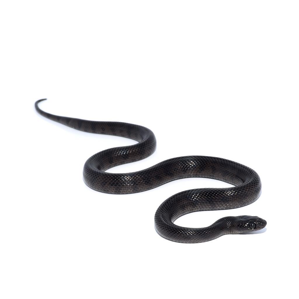 Melanistic Thayer's King Snake | Monkfield Reptile